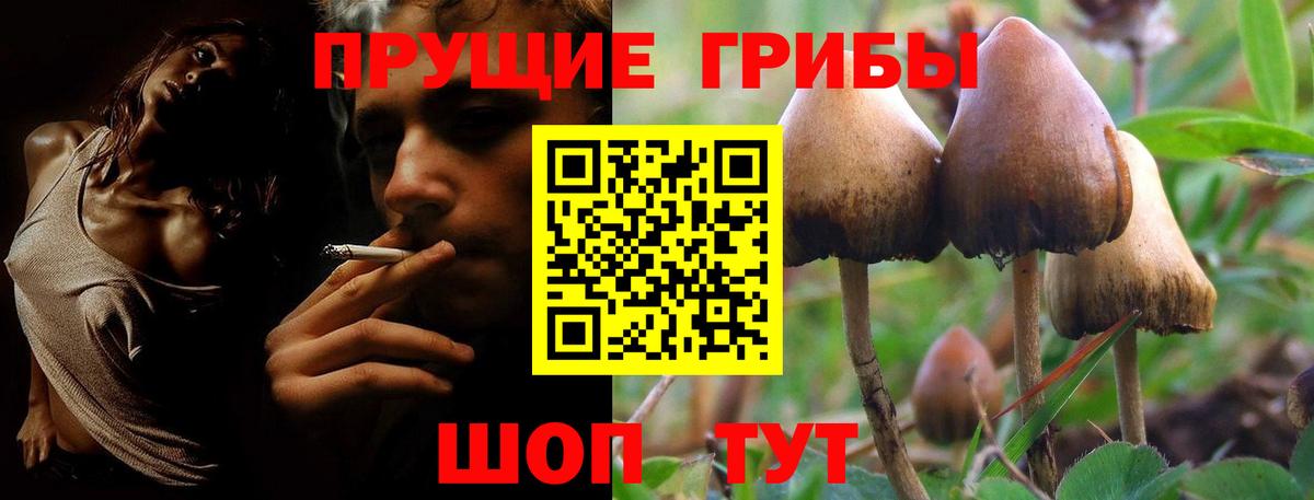 Псилоцибиновые грибы Psilocybe Камень-на-Оби